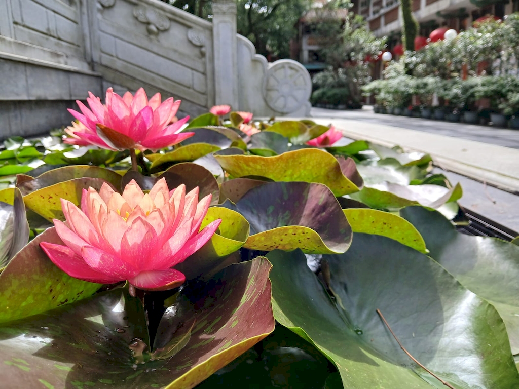 2025 Hong Kong Lotus Festival